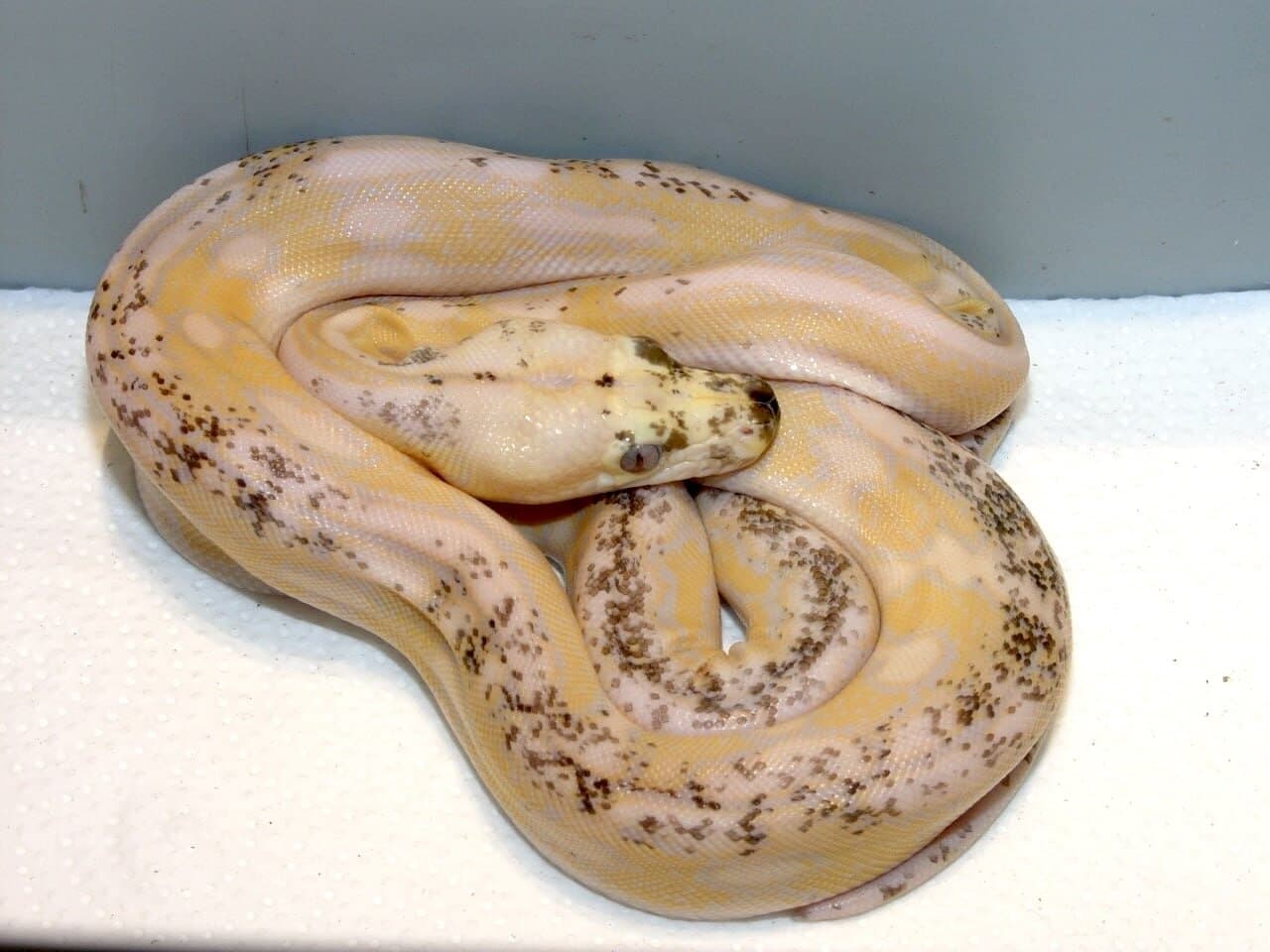 Banana, Netzpython – Foto 1