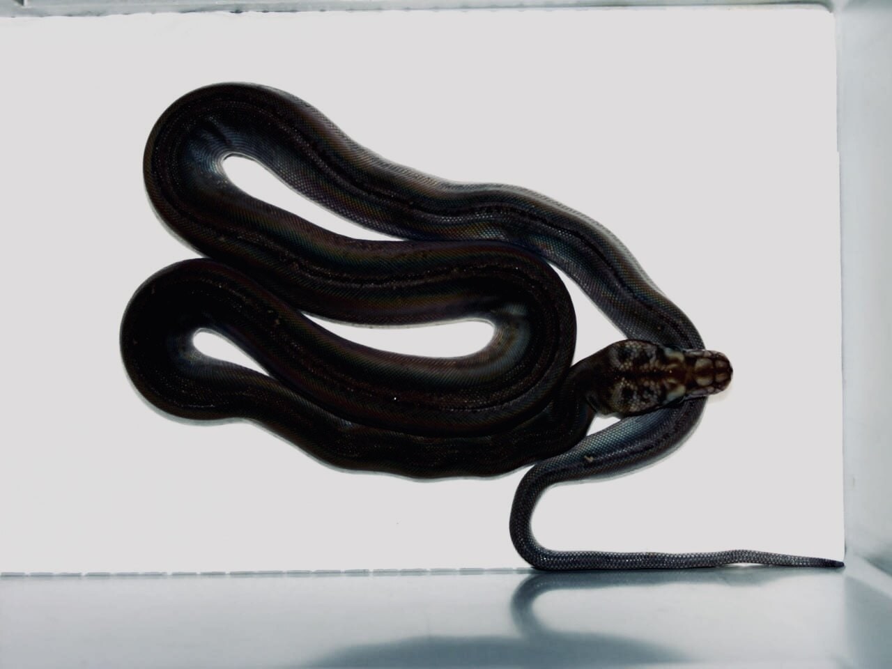 Dark, Netzpython – Foto 2