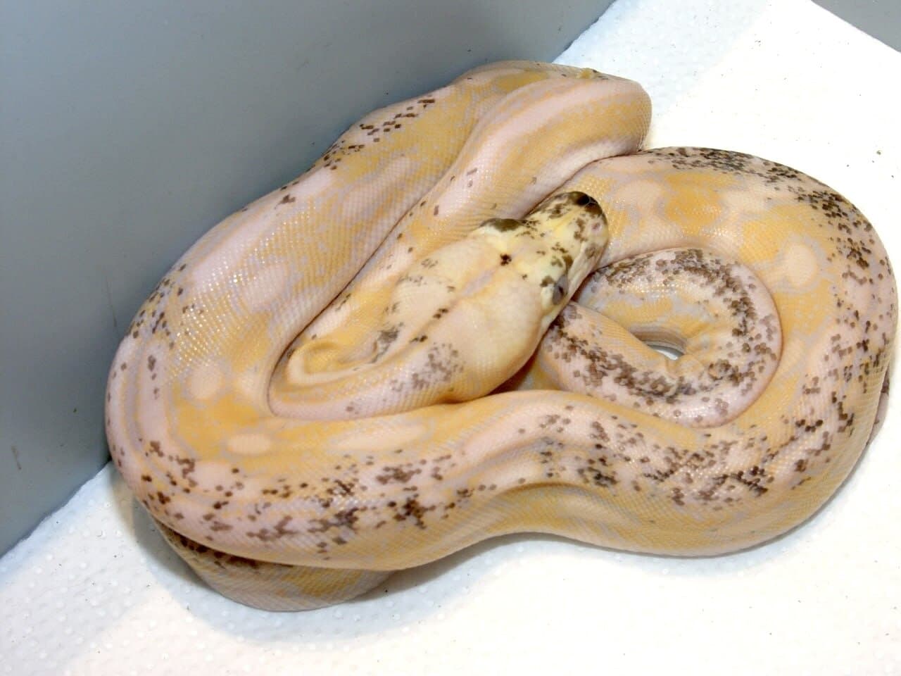 Banana, Netzpython – Foto 4