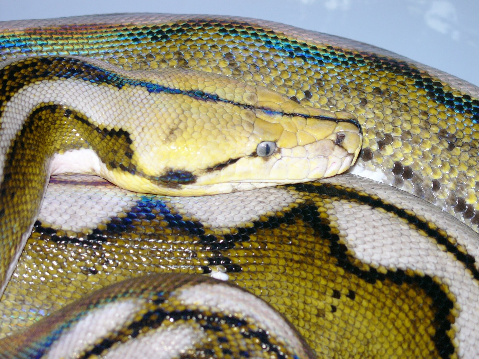Emy, Netzpython – Foto 1