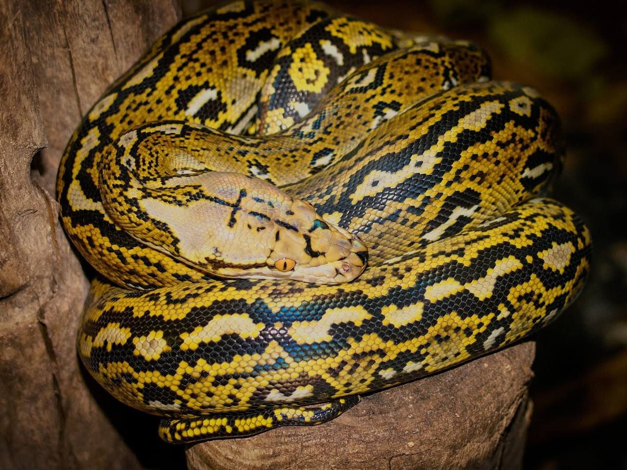 Prince, Netzpython – Foto 1